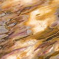 Makrana Translucide